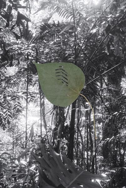 Monica Ursina Jäger (Thalwil, *1974, shifting topographies.19, 2018, foglia di pianta sforbiciata su stampa a pigmenti su carta Hahnemühle, 53 x 38 cm. Courtesy the artist
